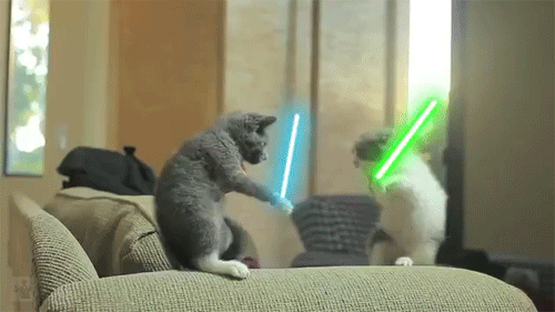 Cat Fight with Sabers